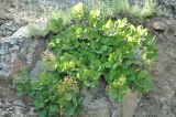 Cotinus coggygria. Отцветающее растение. Крым, Карадагский заповедник, каменистый склон. 21 мая 2016 г.