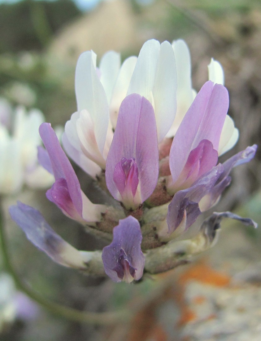 Image of Astragalus captiosus specimen.