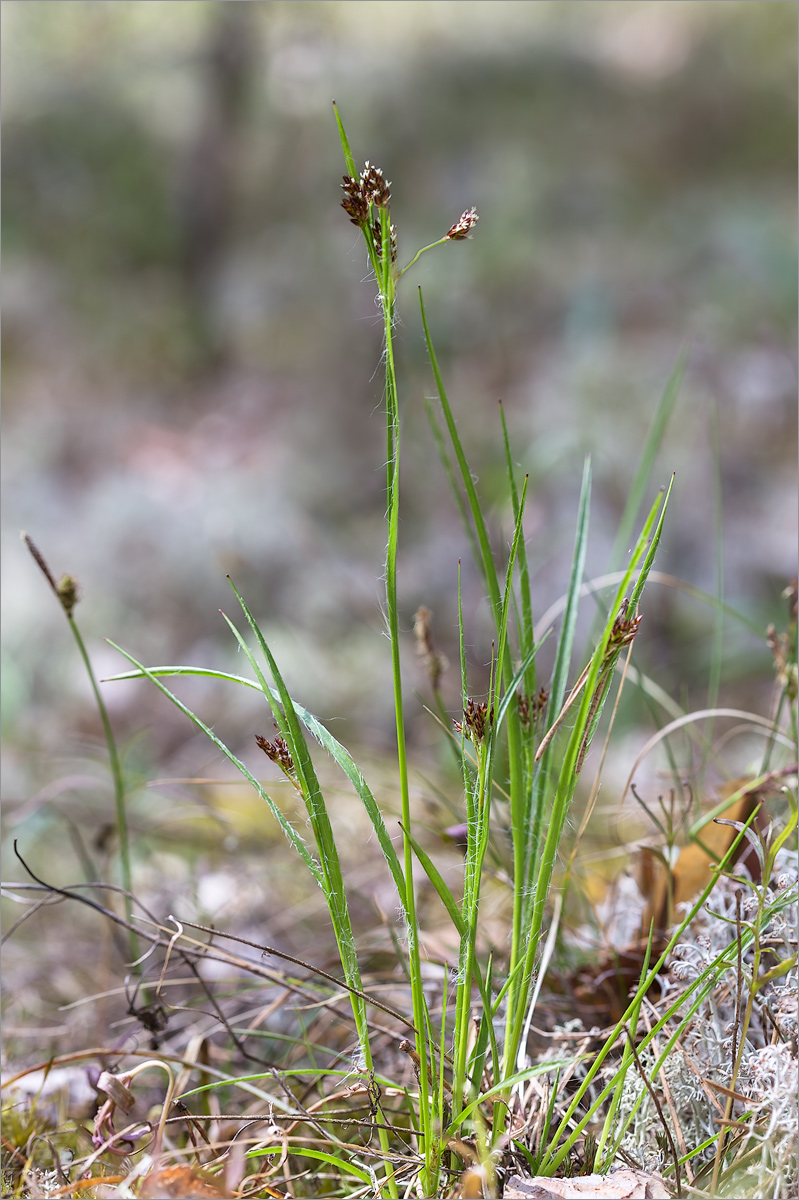 Image of genus Luzula specimen.