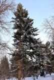 Abies holophylla. Взрослое растение. Санкт-Петербург, Петроградский р-н, Ботанический сад им. Петра Великого, в культуре. 06.01.2021.