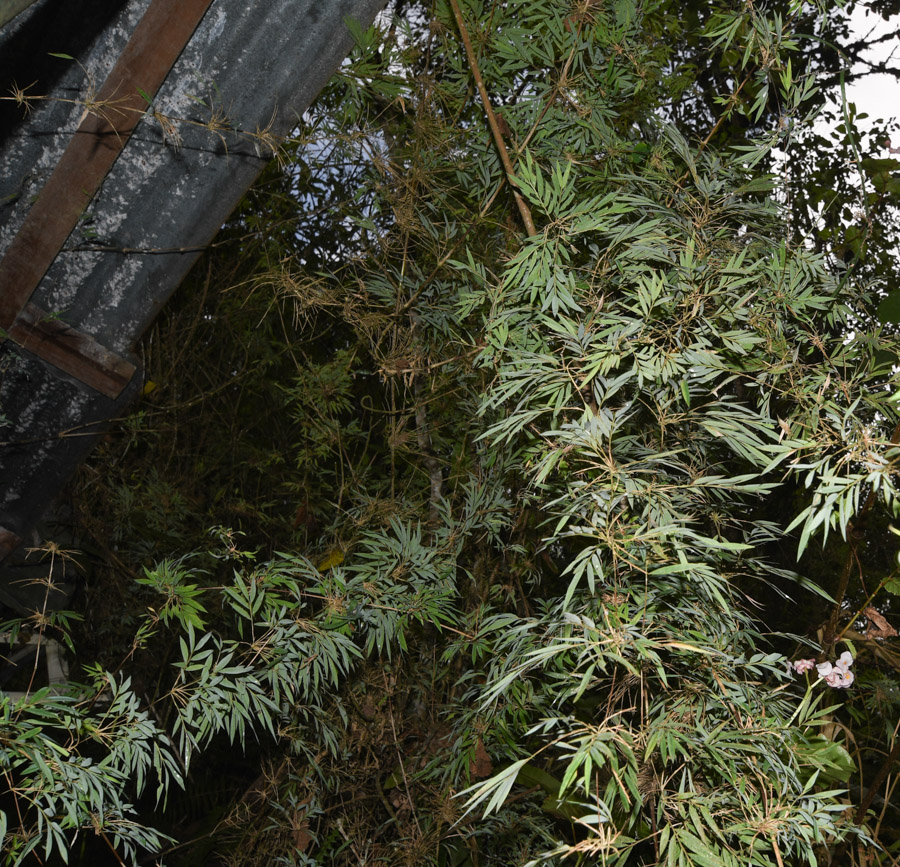 Image of familia Poaceae specimen.