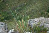 Смотреть изображение Allium altaicum