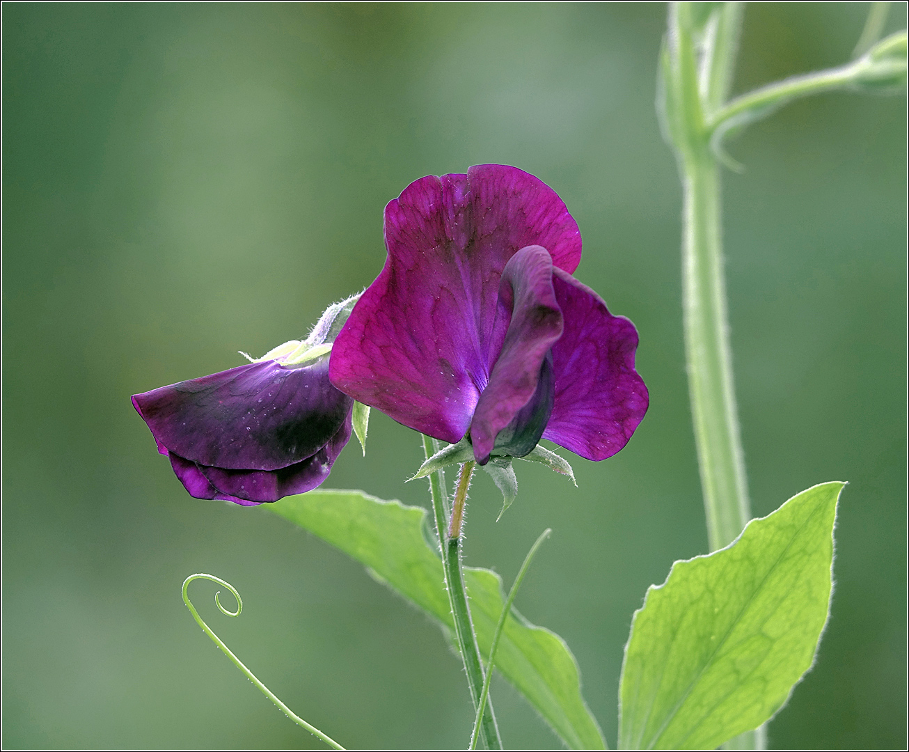 Image of Lathyrus odoratus specimen.