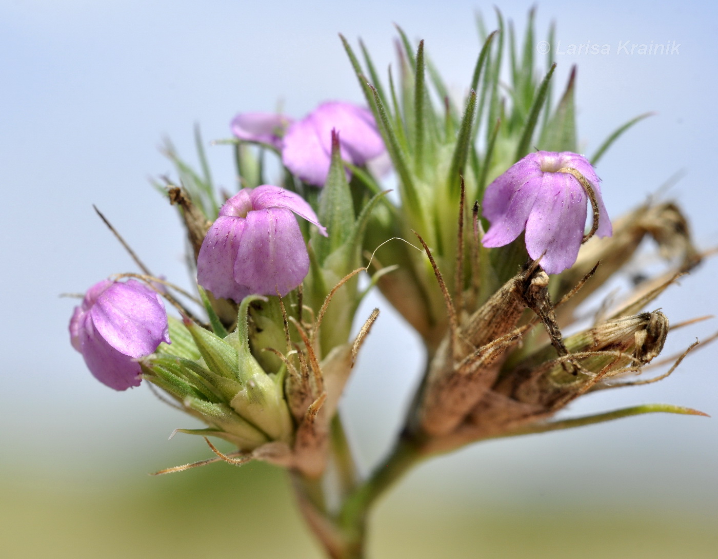 Изображение особи Dianthus pseudarmeria.