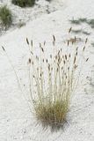 Agropyron pinifolium. Плодоносящее растение. Крым, природный парк регионального значения «Белая скала», меловой склон. 11 августа 2021 г.