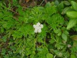 familia Apiaceae