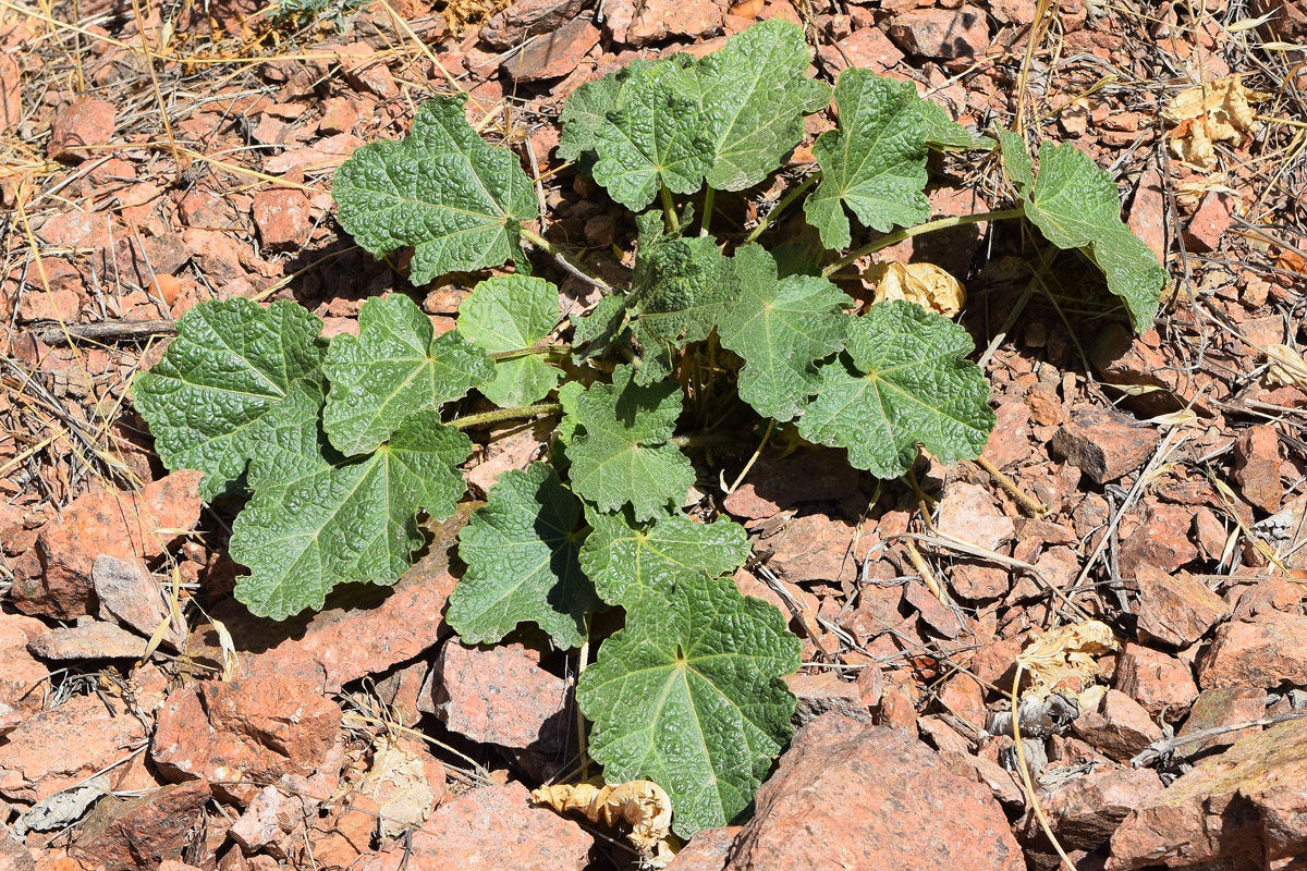 Изображение особи Alcea nudiflora.