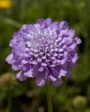 Scabiosa columbaria. Соцветие. Израиль, г. Иерусалим, ботанический сад университета. 01.05.2019.