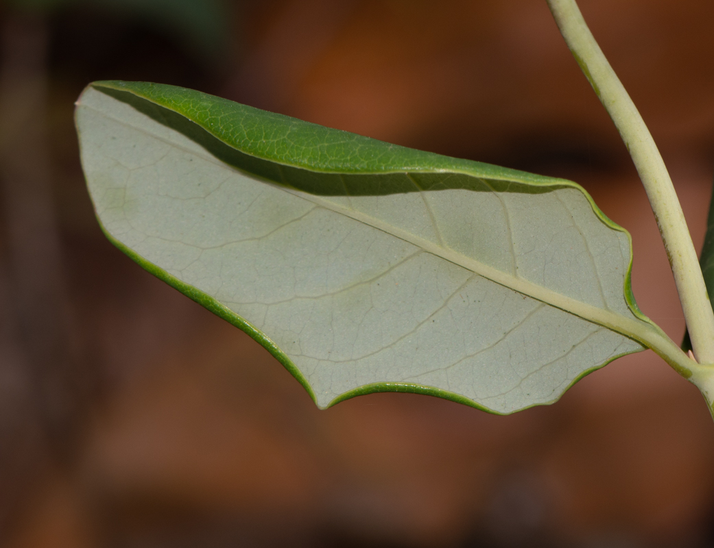 Image of Lonicera dioica specimen.