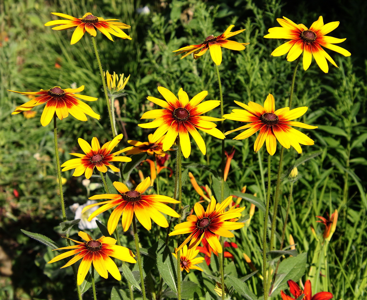 Изображение особи Rudbeckia hirta.