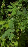 Смотреть изображение Astragalus glycyphyllos