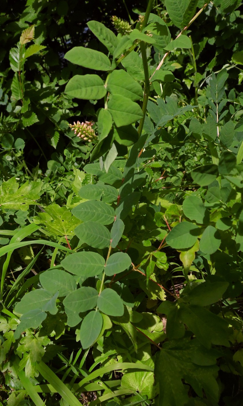 Изображение особи Astragalus glycyphyllos.