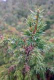 Juniperus sibirica. Ветвь. Казахстан, Заилийский Алатау, Аксайское ущелье, 1800 м н.у.м. 08.09.2010.