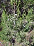 Juniperus excelsa. Верхушка растения с шишкоягодами. Крым, окр. пос. Никита, Никитская расселина, известняковая каменная россыпь с кустарниками. 14.07.2021.