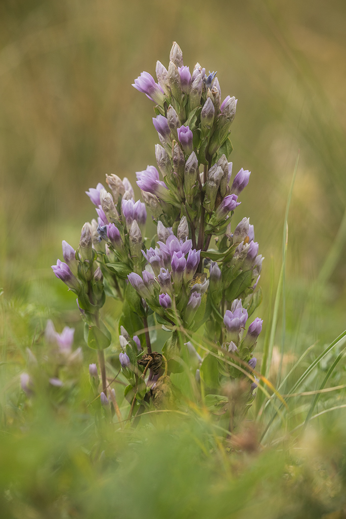 Image of Gentianella biebersteinii specimen.