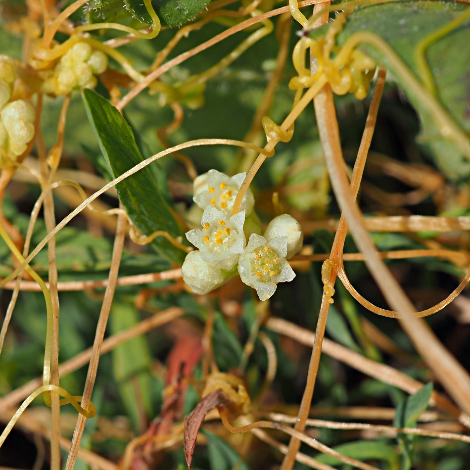 Image of Cuscuta campestris specimen.