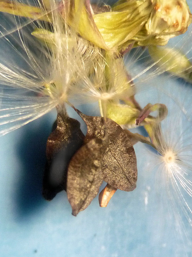 Image of Lactuca indica specimen.