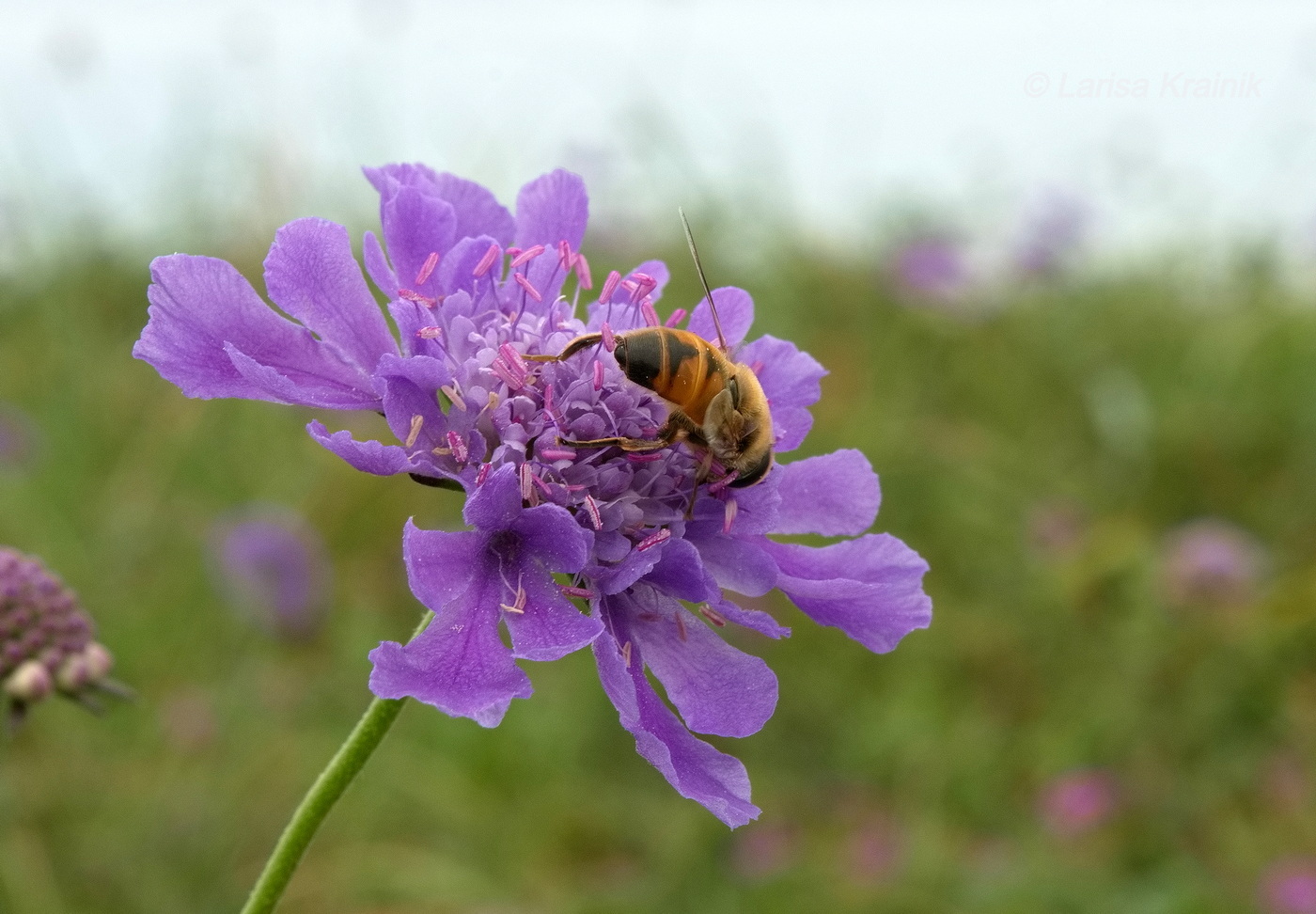 Image of Scabiosa lachnophylla specimen.