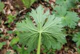 Aconitum orientale. Лист (абаксиальная сторона). Краснодарский край, Апшеронский р-н, долина р. Мезмай. 05.05.2019.