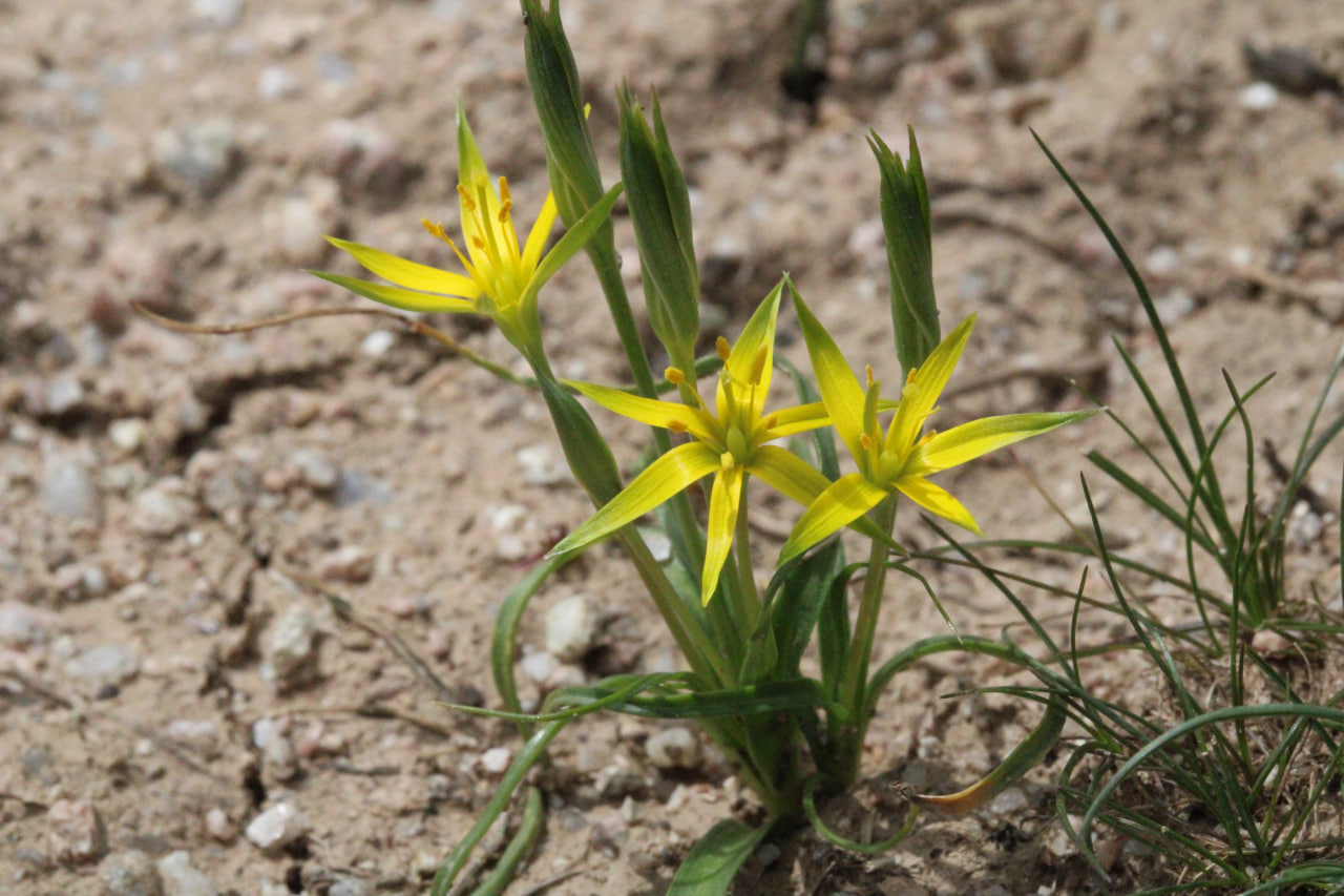 Изображение особи Gagea graminifolia.