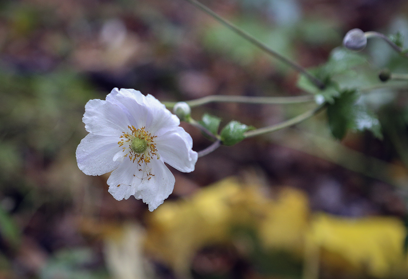 Image of Anemone &times; hybrida specimen.