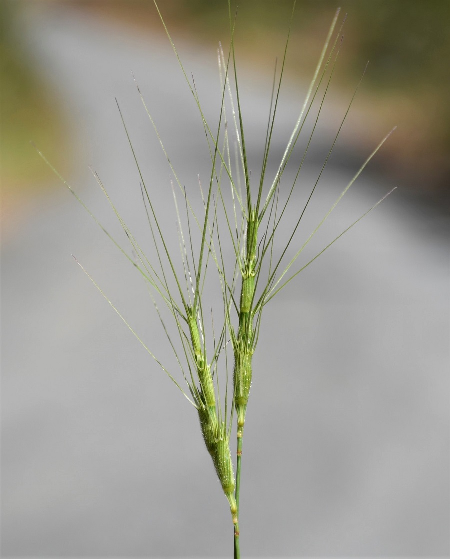 Image of genus Aegilops specimen.