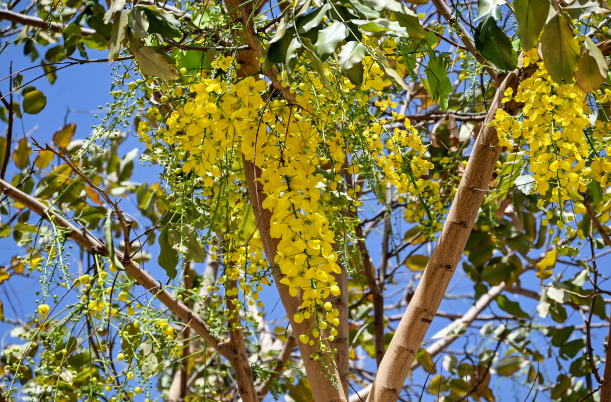 Image of Cassia fistula specimen.