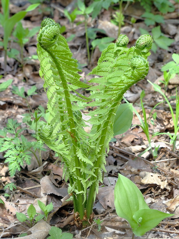 Изображение особи Matteuccia struthiopteris.