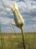 Scorzonera ensifolia