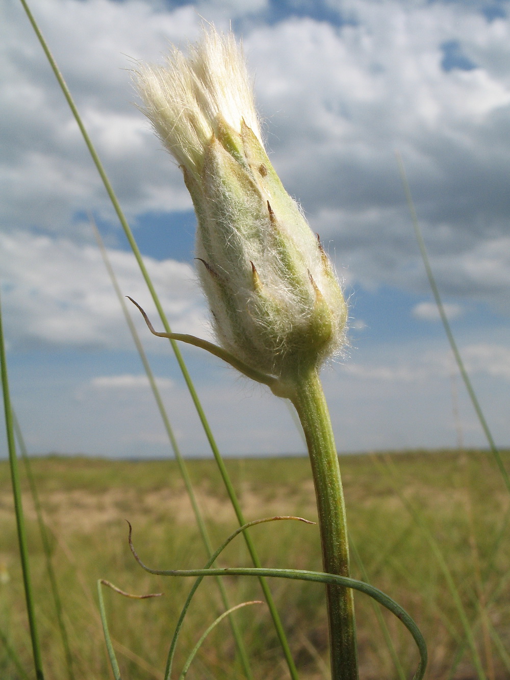 Image of Scorzonera ensifolia specimen.