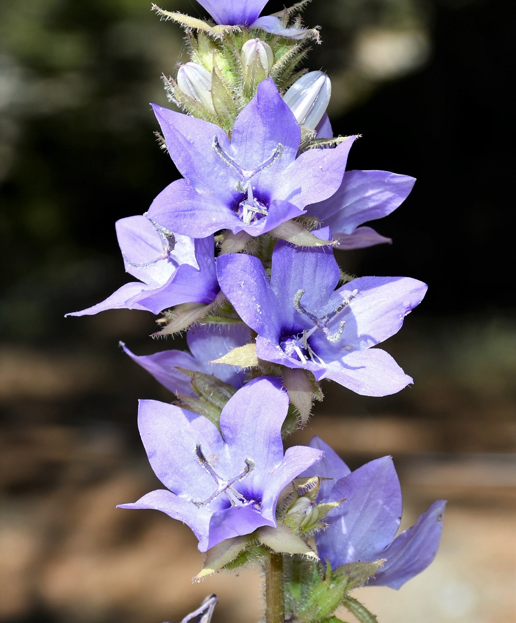 Image of Campanula peregrina specimen.