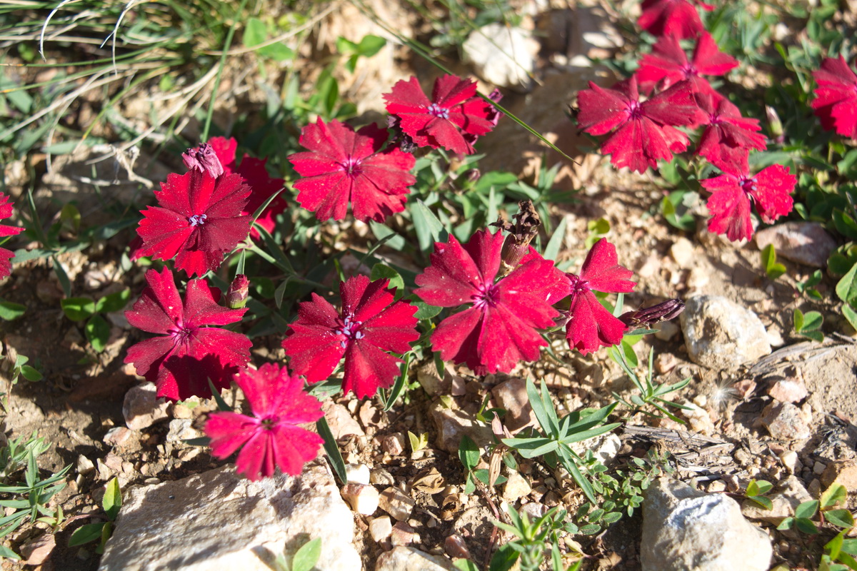 Image of Dianthus vladimiri specimen.