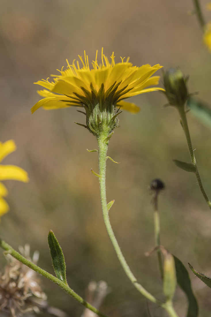 Изображение особи род Hieracium.