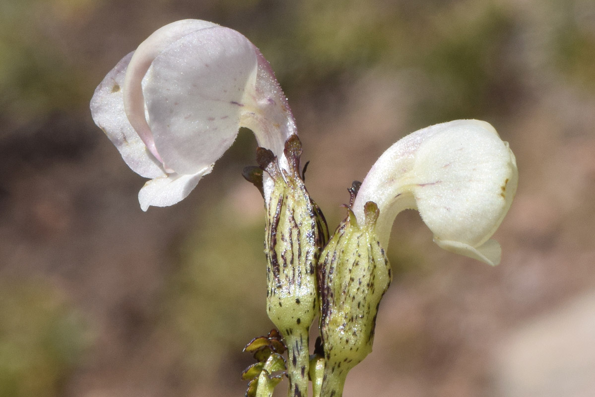 Изображение особи Pedicularis rhinanthoides.