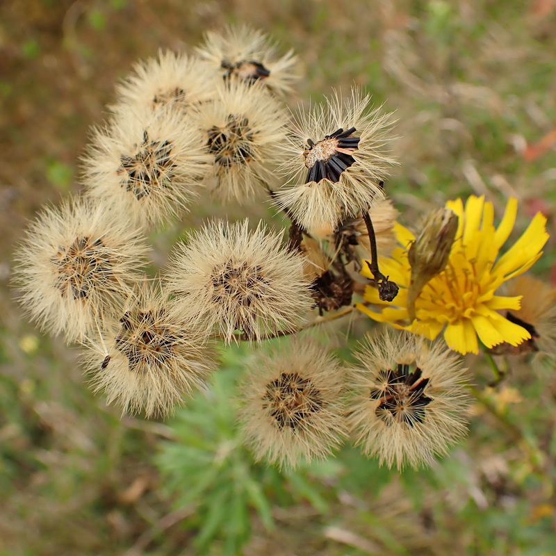 Image of Hieracium umbellatum specimen.