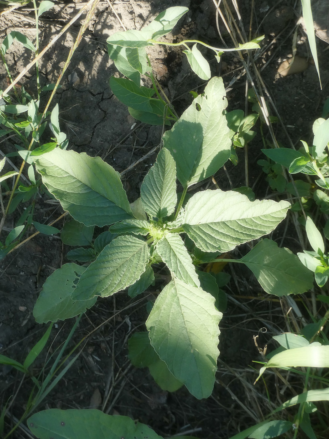 Изображение особи Amaranthus retroflexus.