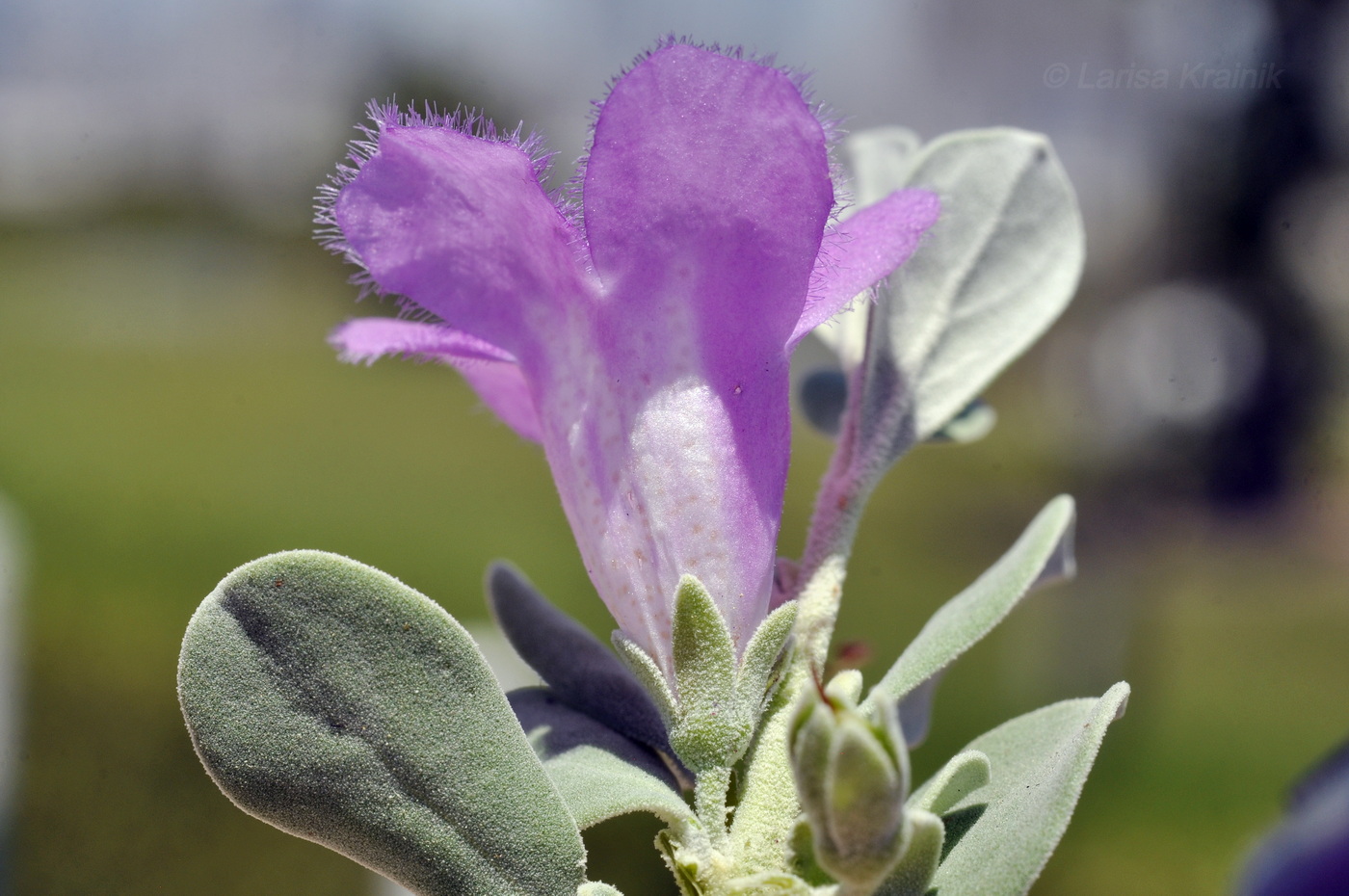 Image of Leucophyllum frutescens specimen.