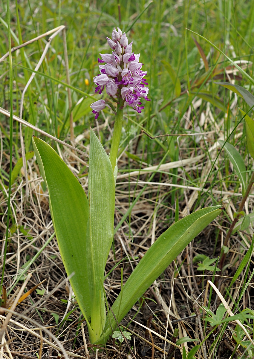 Image of Orchis militaris specimen.