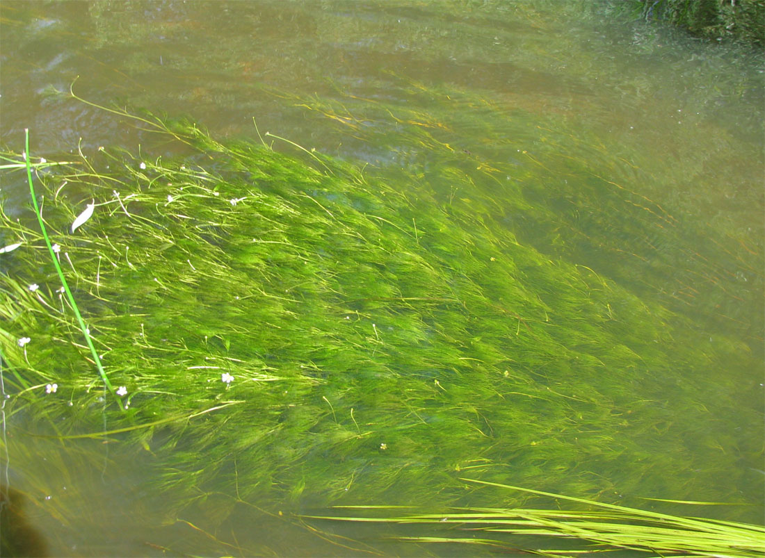 Image of Ranunculus kauffmannii specimen.