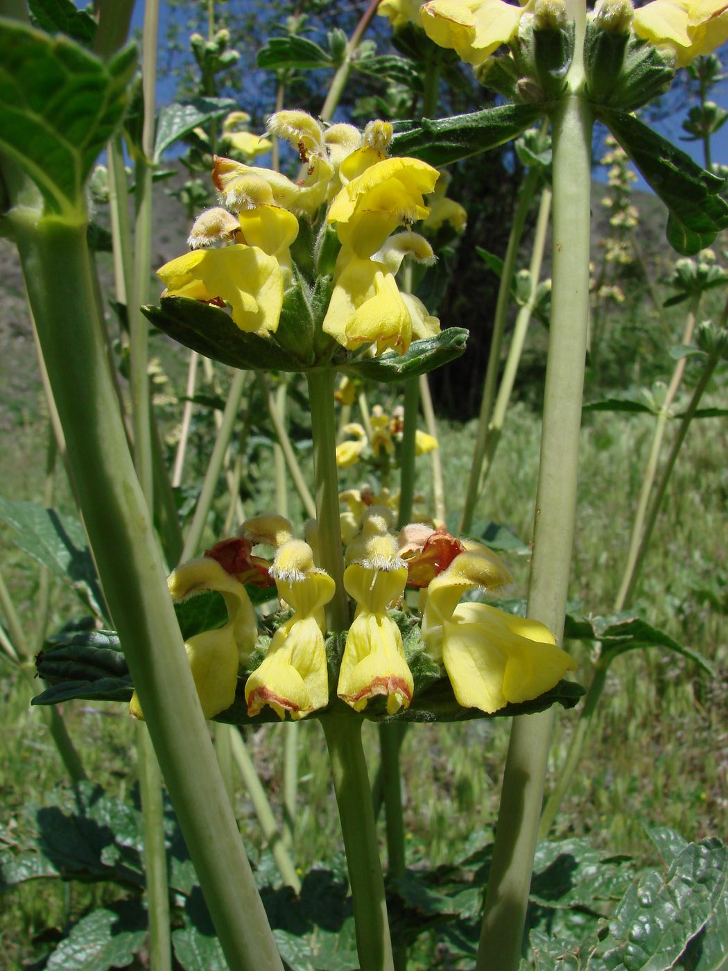 Image of Phlomoides kaufmanniana specimen.