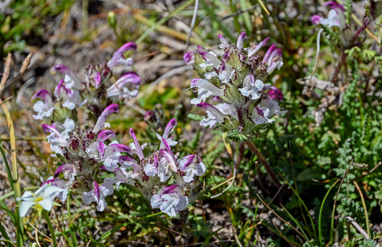 Изображение особи Pedicularis cheilanthifolia.