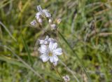 Gypsophila tenuifolia