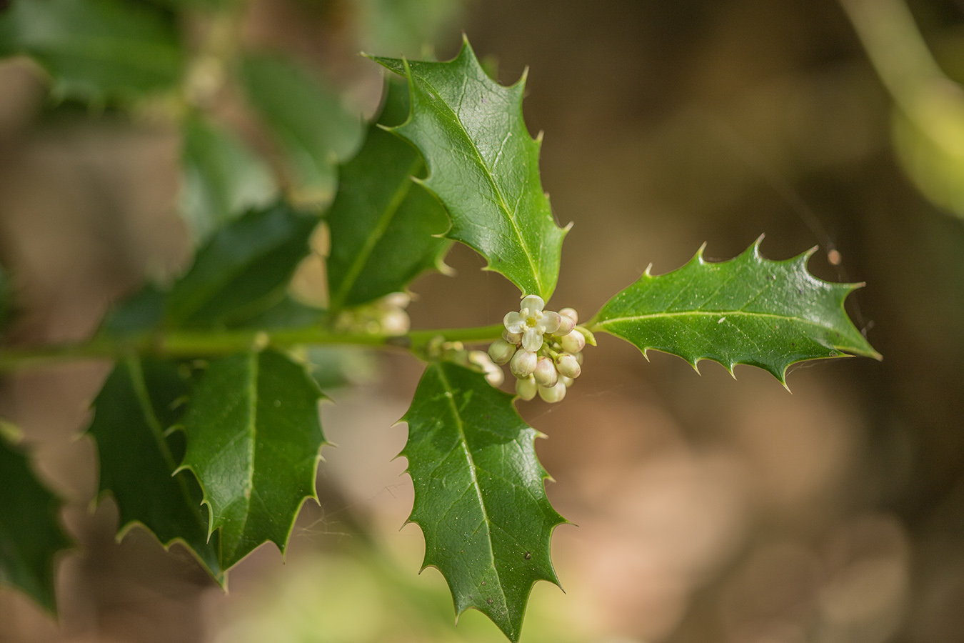 Image of Ilex colchica specimen.