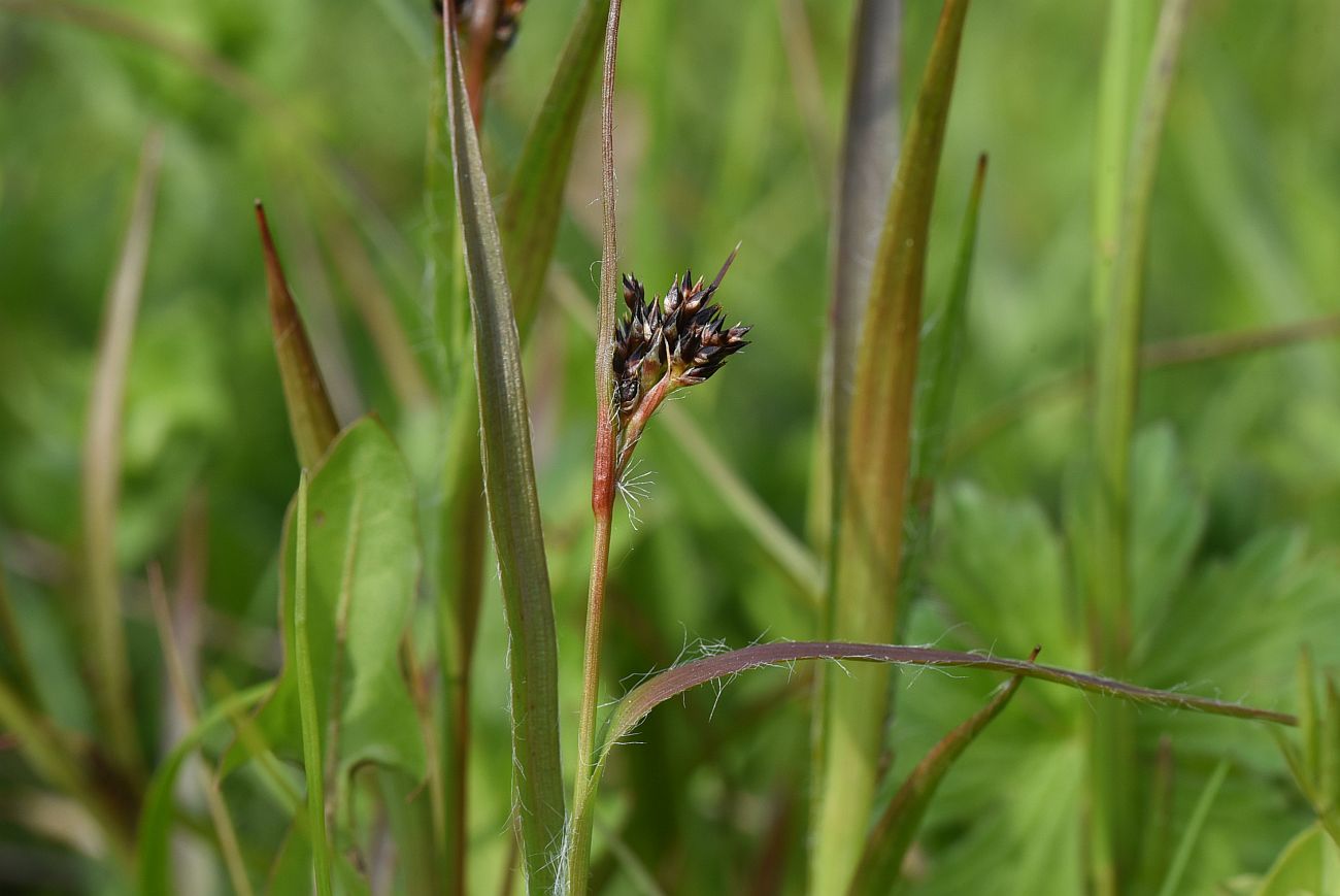 Image of Luzula multiflora specimen.