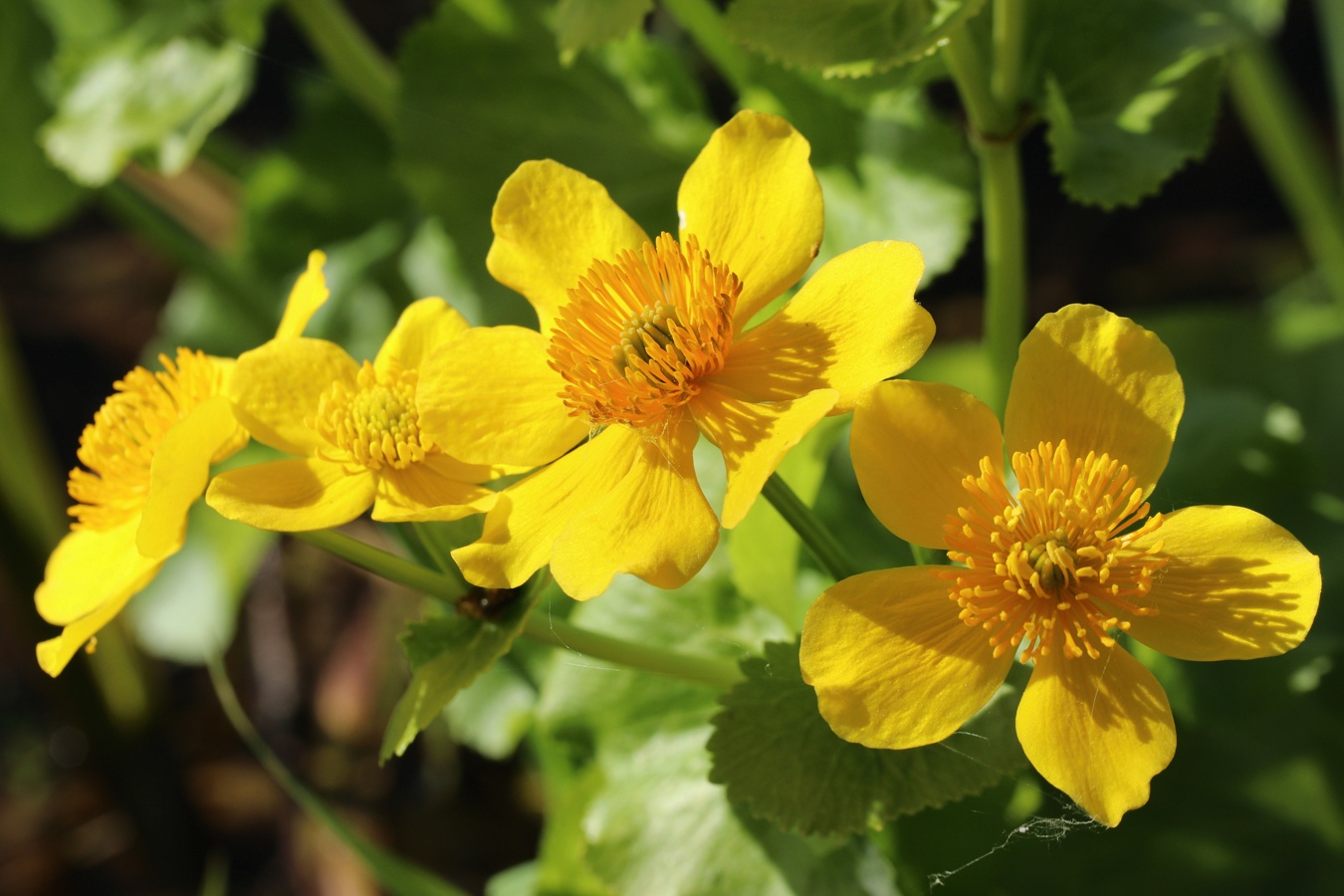 Изображение особи Caltha palustris.