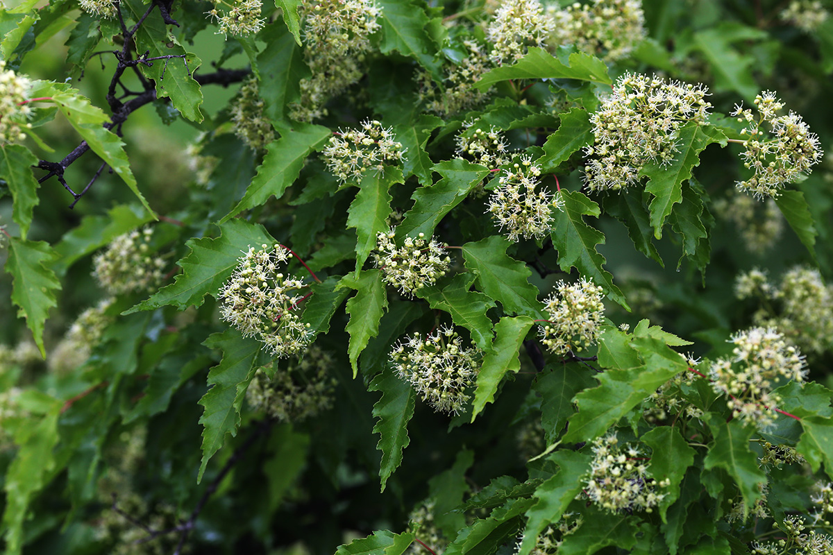 Image of Acer ginnala specimen.