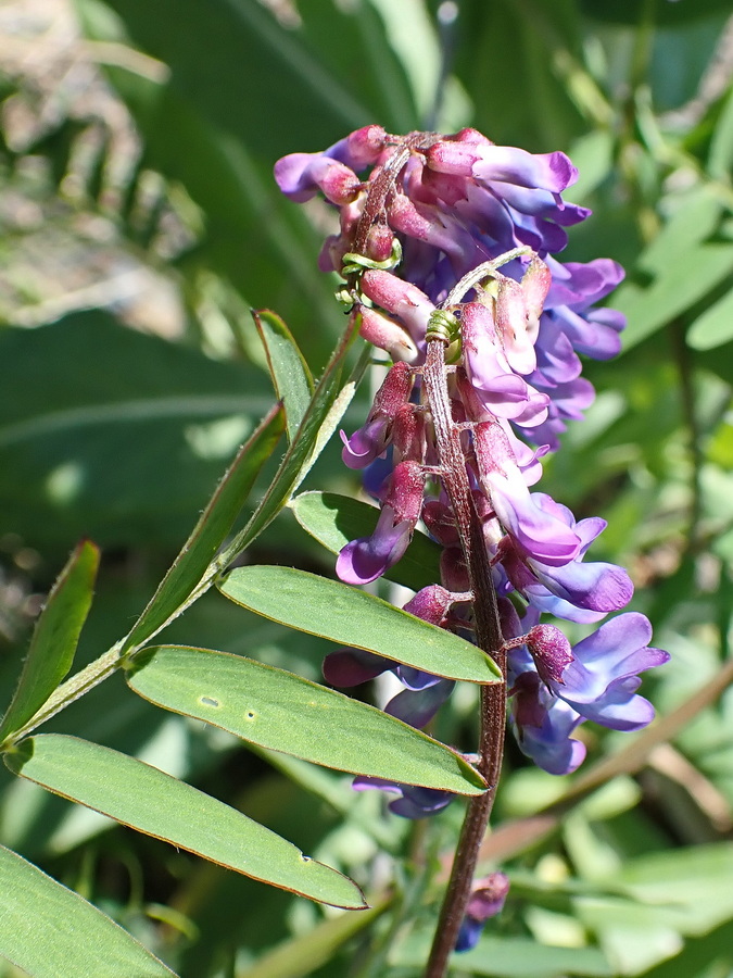 Image of Vicia cracca specimen.