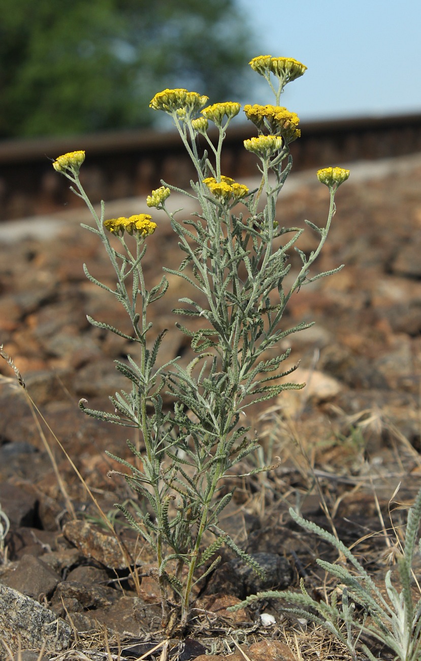 Изображение особи Achillea micrantha.