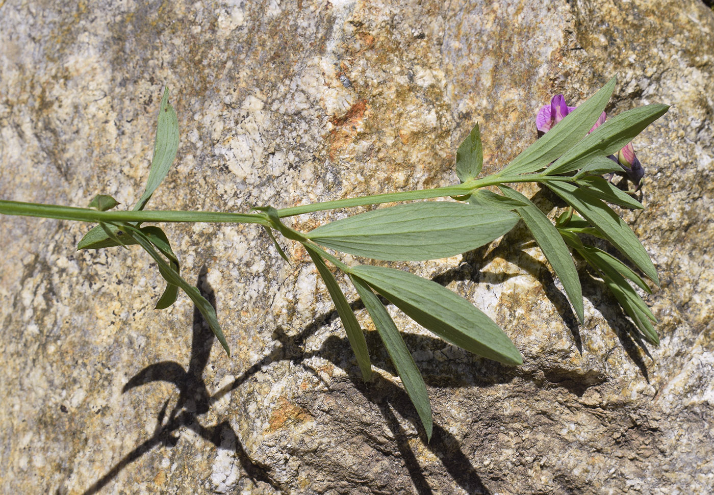 Изображение особи Lathyrus linifolius.