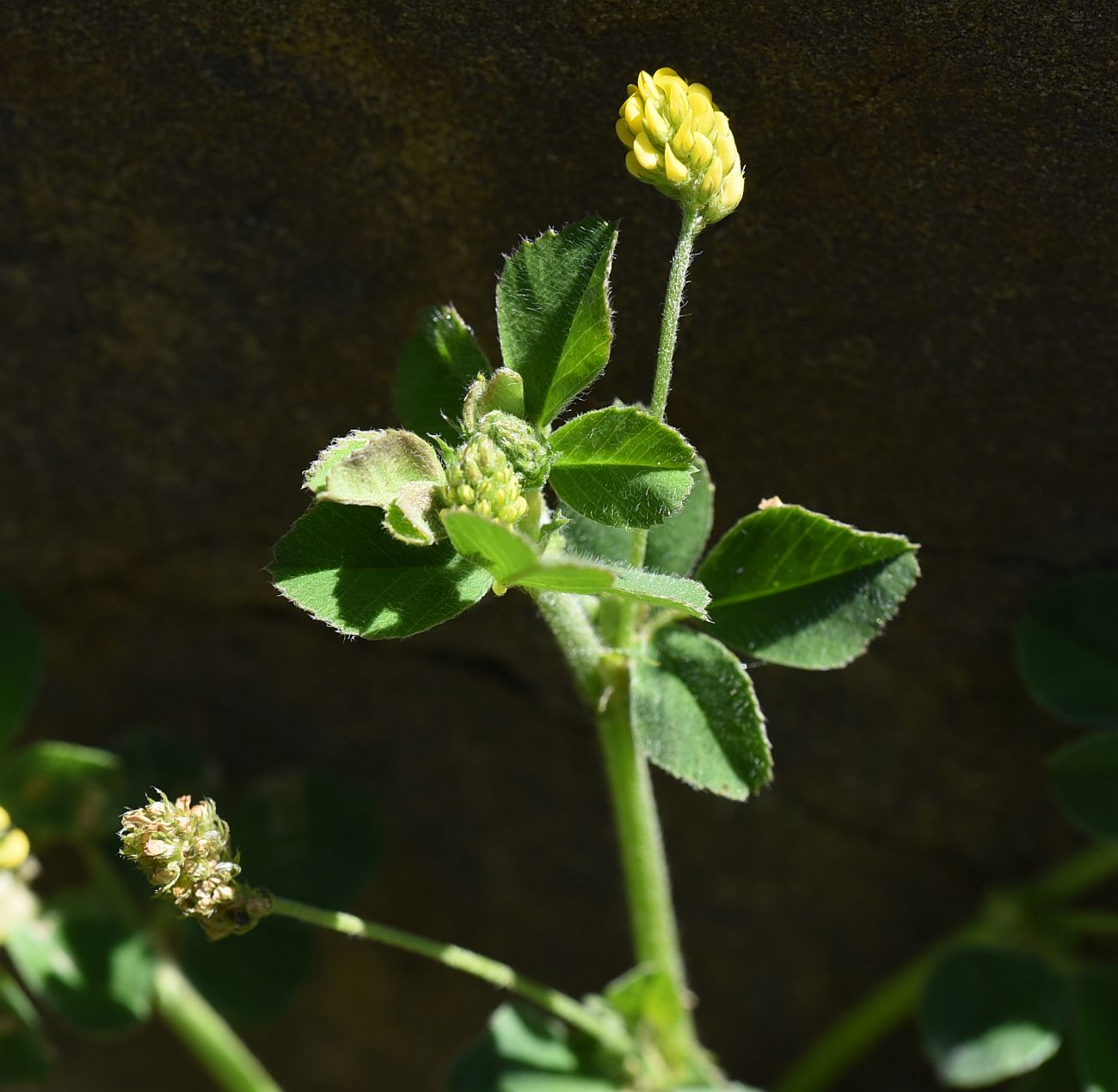 Изображение особи Medicago lupulina.